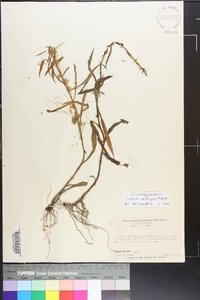 Cuscuta pentagona image