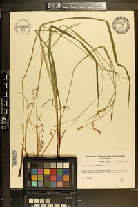 Carex purpurifera image