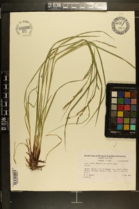 Carex debilis var. pubera image