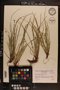 Carex austrocaroliniana image