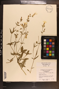 Silene latifolia image