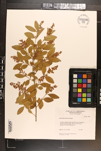 Ligustrum sinense image