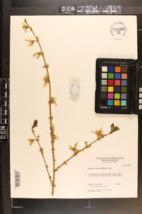 Forsythia suspensa image