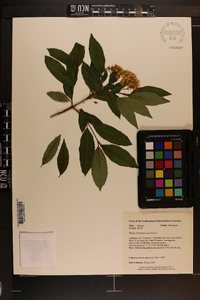 Viburnum cassinoides image