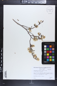 Amelanchier obovalis image