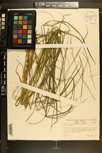 Glyceria melicaria image