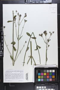 Verbena brasiliensis image