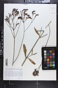 Verbena brasiliensis image