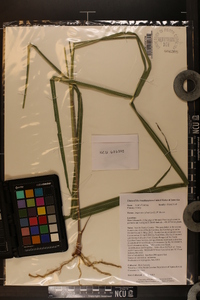 Imperata cylindrica image