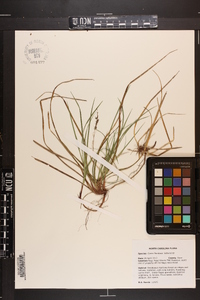 Carex floridana image