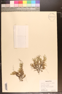 Selaginella rupestris image