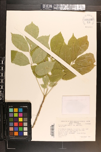 Fraxinus americana var. americana image