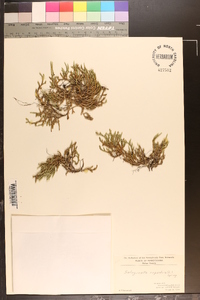 Selaginella rupestris image