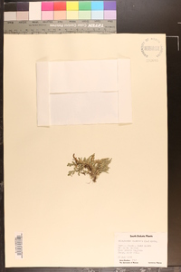 Selaginella rupestris image