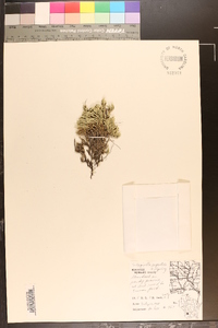 Selaginella rupestris image