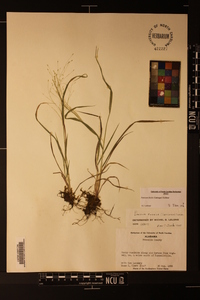 Panicum flexile image