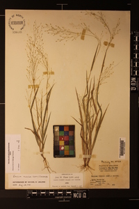 Panicum flexile image