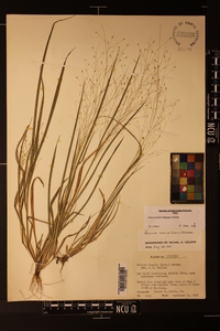 Panicum flexile image