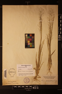 Panicum flexile image