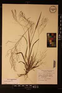 Panicum flexile image