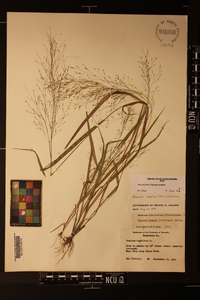 Panicum flexile image