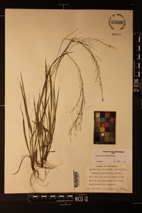 Panicum flexile image