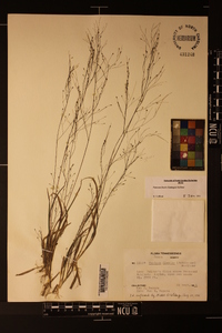 Panicum flexile image