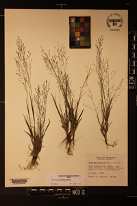 Panicum flexile image