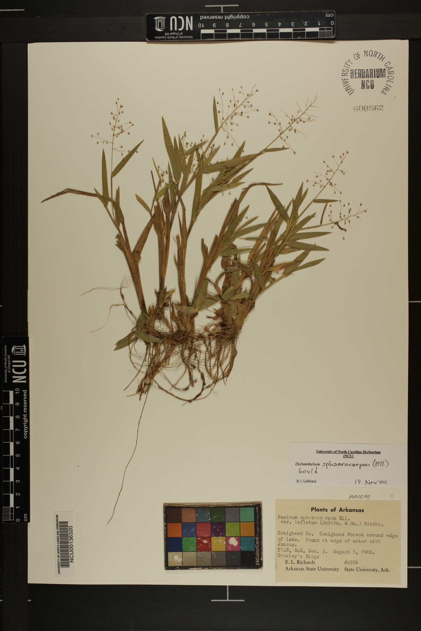 Dichanthelium sphaerocarpon image