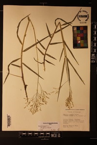 Panicum repens image