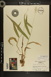 Dichanthelium polyanthes image