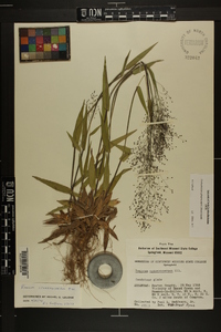 Dichanthelium sphaerocarpon image