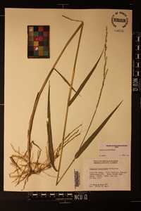 Panicum hemitomon image