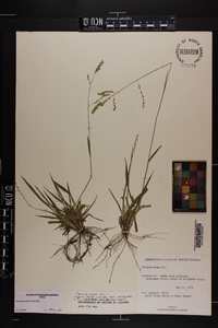 Steinchisma hians image