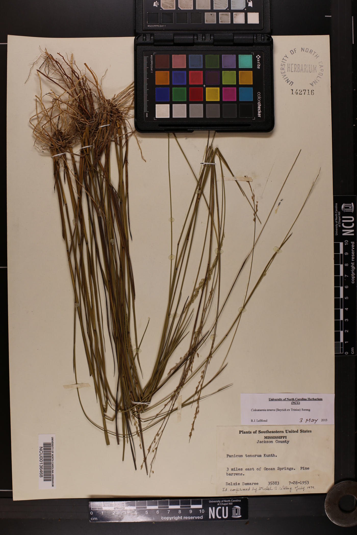 Coleataenia tenera image