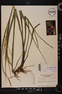 Coleataenia anceps subsp. anceps image