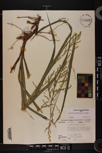 Coleataenia anceps subsp. anceps image