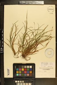 Carex digitalis var. floridana image