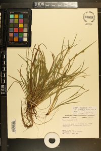 Carex digitalis var. floridana image