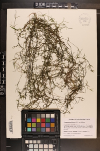 Potamogeton foliosus subsp. foliosus image