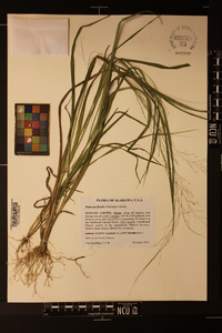 Panicum flexile image