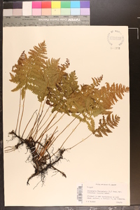 Dryopteris thelypteris image