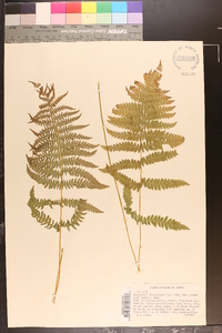 Dryopteris thelypteris image