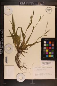 Carex kraliana image