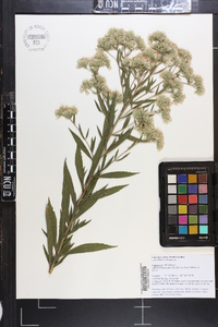 Eupatorium altissimum image