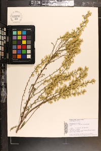 Solidago speciosa image