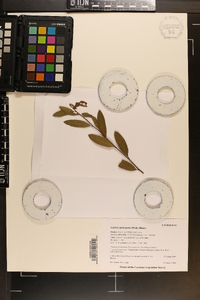 Litsea aestivalis image