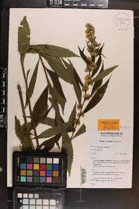 Solidago lancifolia image