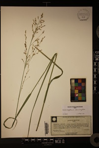 Panicum virgatum var. virgatum image