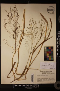 Panicum bisulcatum image